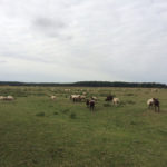 Woodhall Spa to Lincoln Woodhall Spa to Lincoln Thumbnail